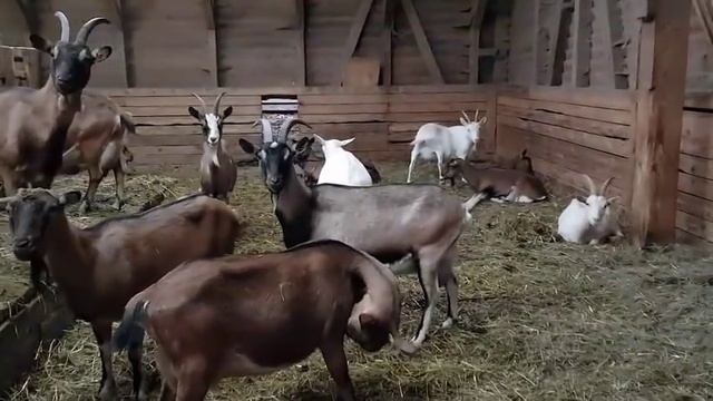 Температура в помещениях с козами смотреть онлайн