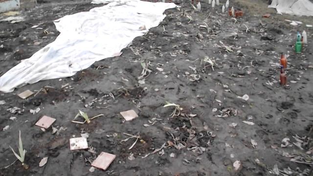 Уход за ирисами ранней весной смотреть онлайн