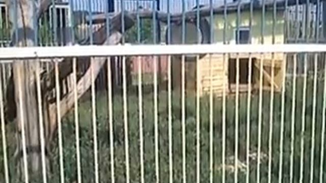 Прогулка в Старооскольском зоопарке 03 08 2014 г смотреть онлайн