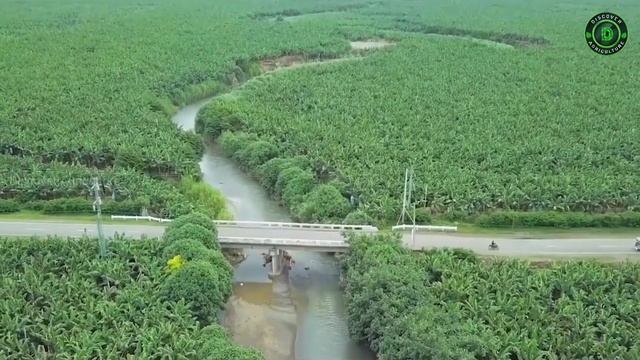 BANANA FARMING / BANANA CULTIVATION | Planting, Care and Harvesting Guide смотреть онлайн