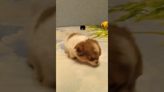 Чихуахуа мальчик смотреть онлайн