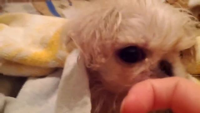 душевный пекинес смотреть онлайн