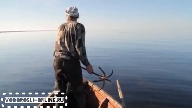 Два способа добычи морской капусты на Белом море смотреть онлайн