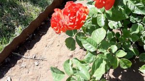 Роза Терракотта, срезочная, Мейян (Франция 1994г)