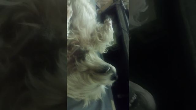 Как спят собаки днем, которые вас охраняют ночью!)) смотреть онлайн