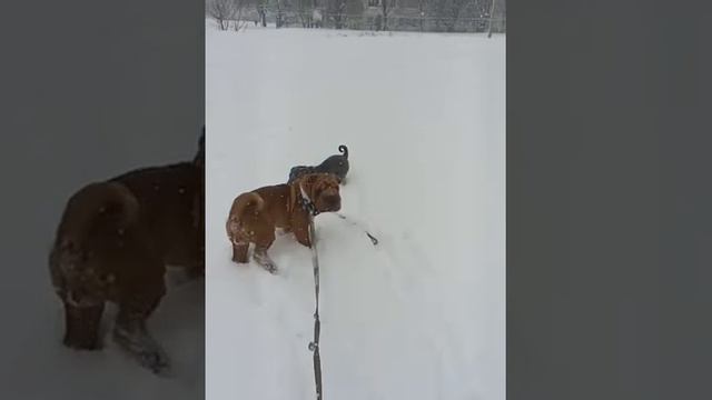 Шарпей Shar pei .Замедленная съемка. смотреть онлайн