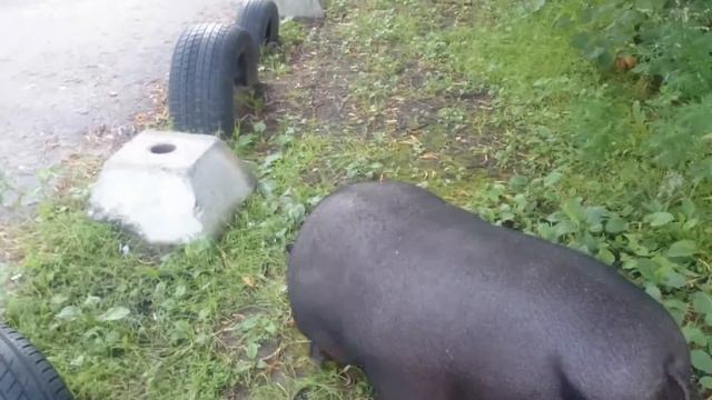 Хрюнтус на васильевском острове! смотреть онлайн