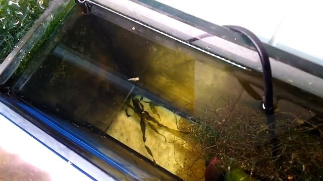 Моллинезии в морском аквариуме. Часть 2. продолжение смотреть онлайн