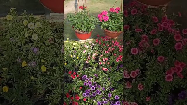Наш Цветочный рай. Продажа цветочной рассадой в самом разгаре 😊 смотреть онлайн