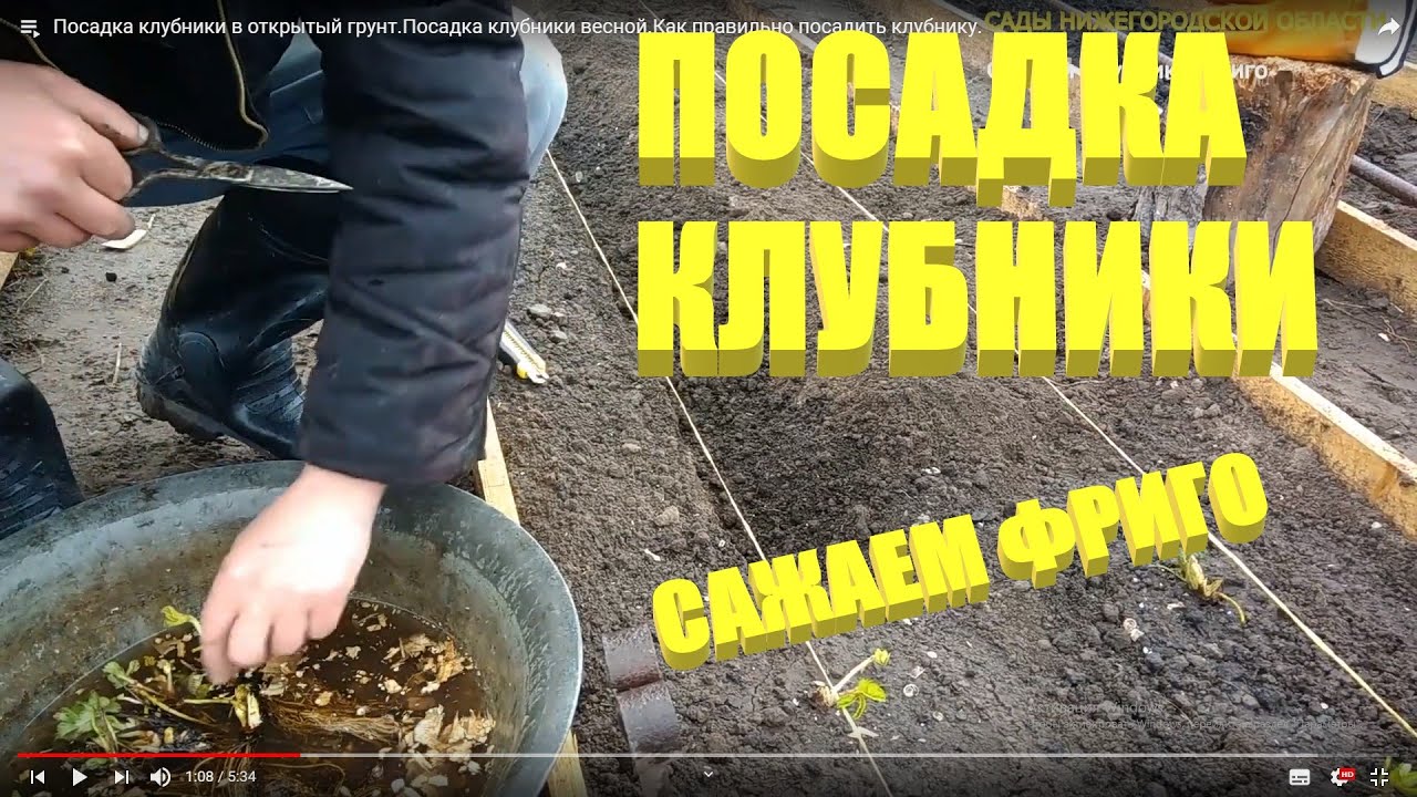 Посадка клубники.Сажаем клубнику рассадой фриго смотреть онлайн