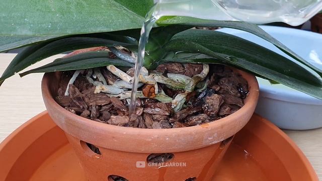 Pour Once on the Roots! Flowerless Orchid will Bloom Non-stop. It will have Shiny Leaves and Roots смотреть онлайн