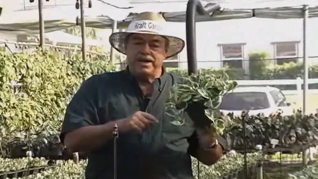 Pothos NJOY.avi смотреть онлайн