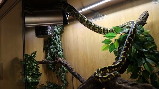 CARPET PYTHON SETUP AND CARE смотреть онлайн