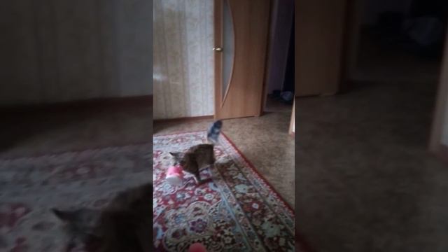 кошка приносит тапки смотреть онлайн