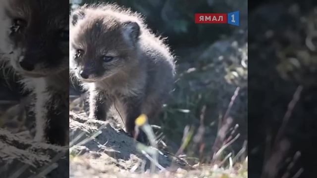 ❗Если вы не знали, как «разговаривает» песец, то вот так «разговаривает» песец смотреть онлайн