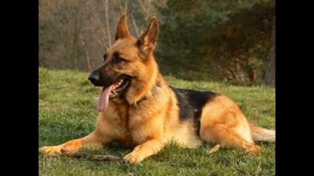 Моя любимая порода немецкая овчарка смотреть онлайн