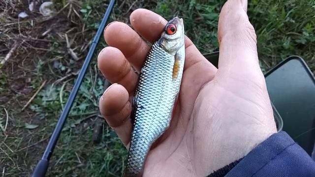 Ловля ПЛОТВЫ на ФИДЕР! САЛО - супер насадка для ловли белой рыбы! смотреть онлайн