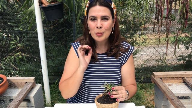 Plantei minha Haworthia Attenuata VARIEGATA num vaso DIFERENTE 2019 - Alma em Flor смотреть онлайн