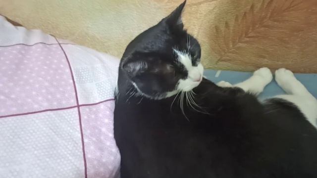 Грядущий царь Сергей-Тимур, мессия, Махди, Машиах. зачем совершенствоваться/учиться/развиваться смотреть онлайн