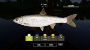 Трофейный елец за час РР4 река Вьюнок русская рыбалка 4 #12