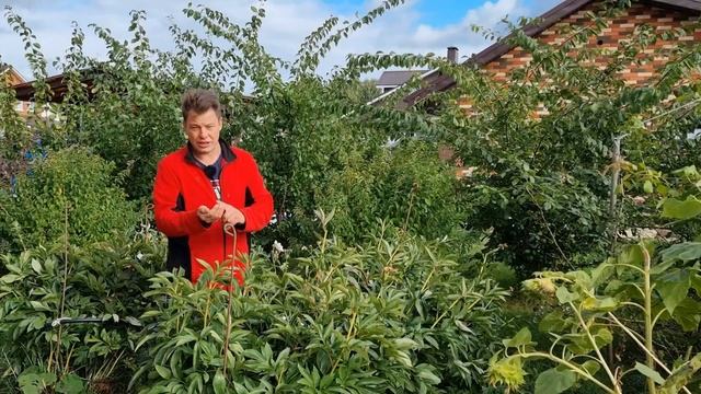 пионы радуют пышным цветением и чтобы в следующем году порадовали - подкормите их осенью смотреть онлайн