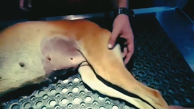 LYMPH NODE || Location of sub mandibular, Pre Scapular and Popliteal Lymph Node in Dog смотреть онлайн