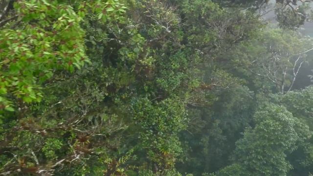 Relaxing Native American Flute Music - Clairty Flute Melodies to Stress Relief, Healing, Meditation смотреть онлайн