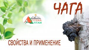 Чага. Свойства и применение.
