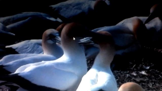 Жизнь животных мира смотреть онлайн