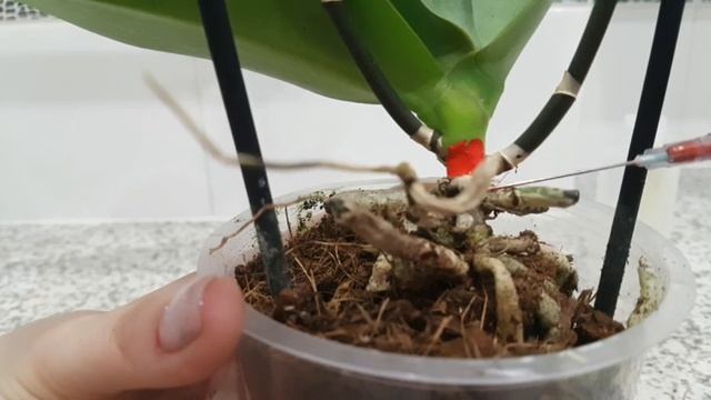 Лечение ЧЕРНОЙ ГНИЛИ у ствола орхидеи. Будет ли пересадка орхидеи? Грунт-убийца для корневой систем смотреть онлайн