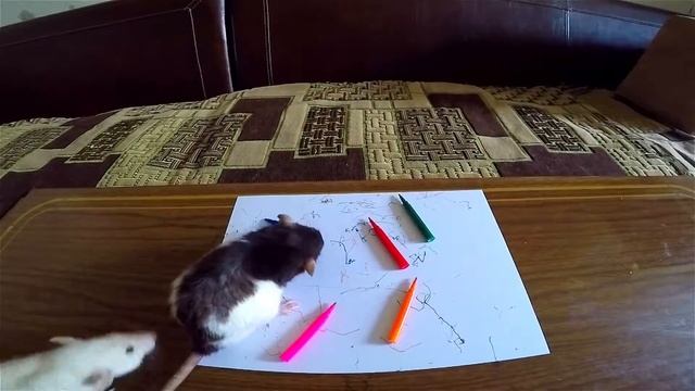 РИСУЮЩИЕ КРЫСЫ!КРЫСЫ УЧАТСЯ РИСОВАТЬ! смотреть онлайн