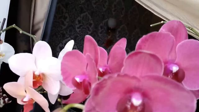ОРХИДЕИ: цветение набирает обороты :) обзор сада 18.12.16 смотреть онлайн