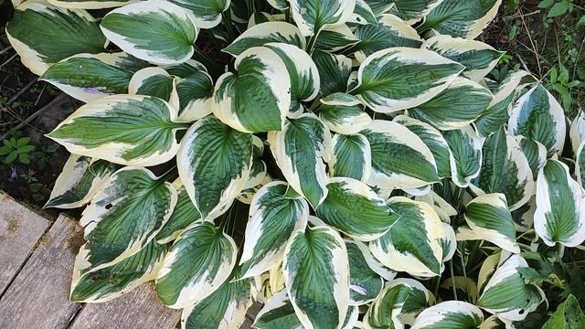 Хоста "Patriot". смотреть онлайн