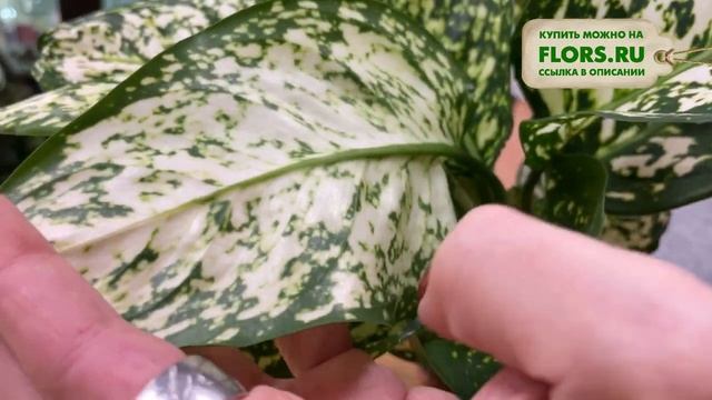 Аглаонема Айвори Жаде | Как отличить аглаонему от диффенбахии смотреть онлайн