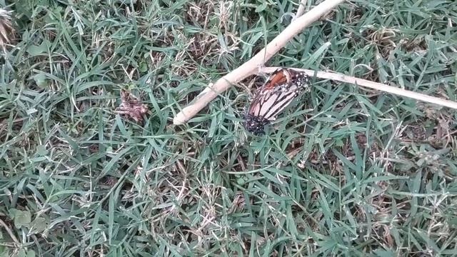 Spider Eats Monarch Butterflies | HALLOWEEN 2018 смотреть онлайн