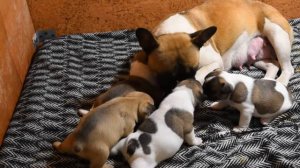 Щенки французского бульдога (Развитие)