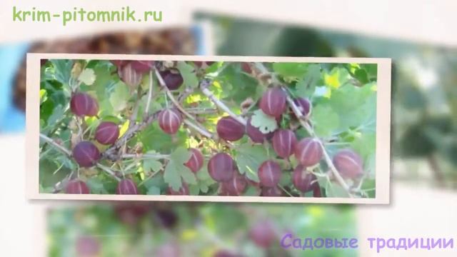 Где купить саженцы азимина с доставкой Крым смотреть онлайн