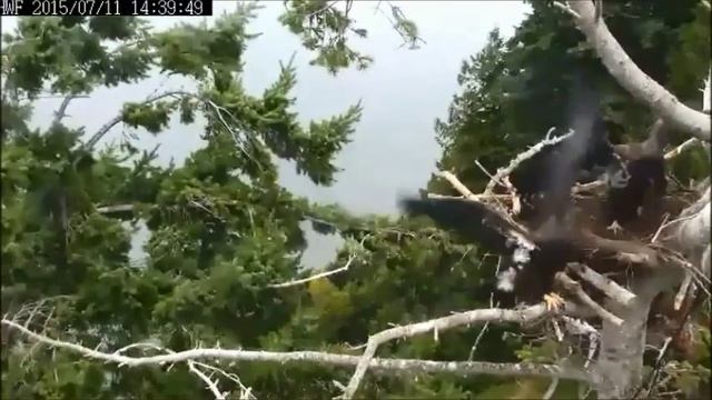 White Rock Eagles 7/11/2015 Neither/Both Want It смотреть онлайн