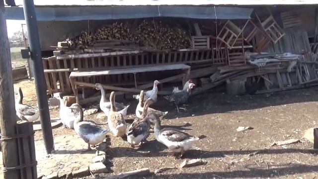 Свято-Ольгинский женский монастырь, г.Луганск. Подворье в селе Красное. Птичник. смотреть онлайн