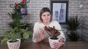 Почему сохнут кончики листьев у маранты ? Чем удобрять Маранту