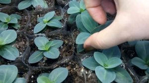 Эустома, выращивание из семян. 4 месяца от посева.