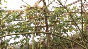 Ежевика Бжезина в теплице - обрезка и расположение на шпалере