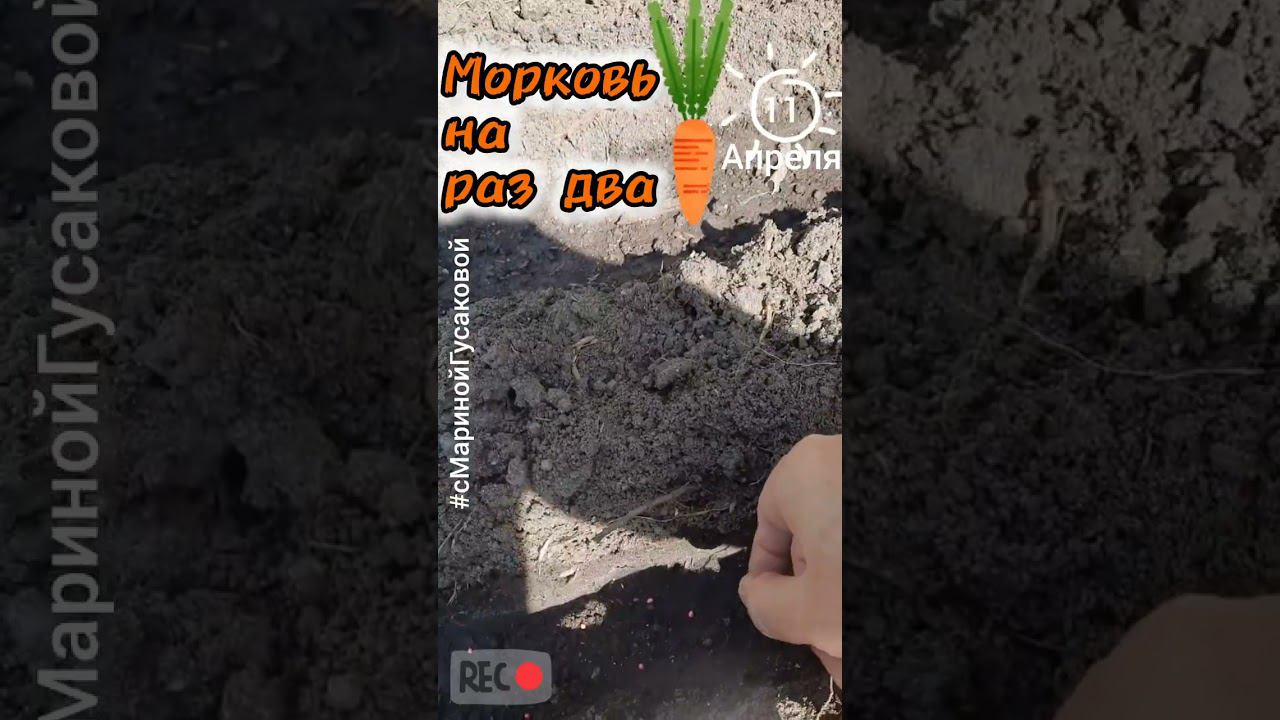 МОРКОВЬ ПОСЕВ семян на раз два быстро и просто | с Мариной Гусаковой 11 апреля смотреть онлайн