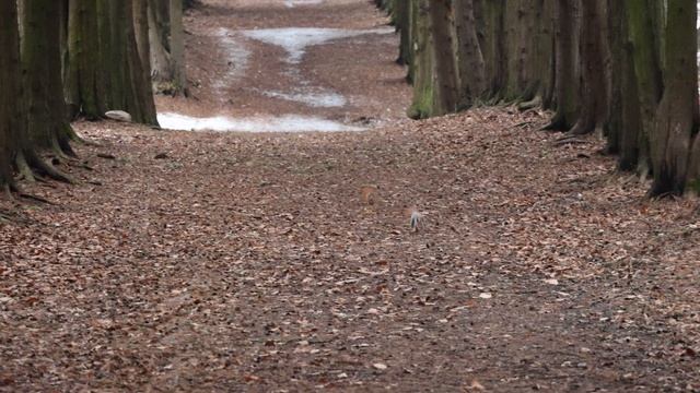 В поисках белок зимой смотреть онлайн