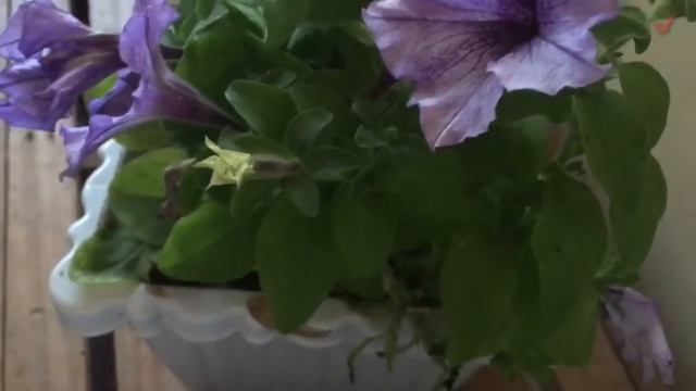 My Petunia Grandiflora Daddy Blue