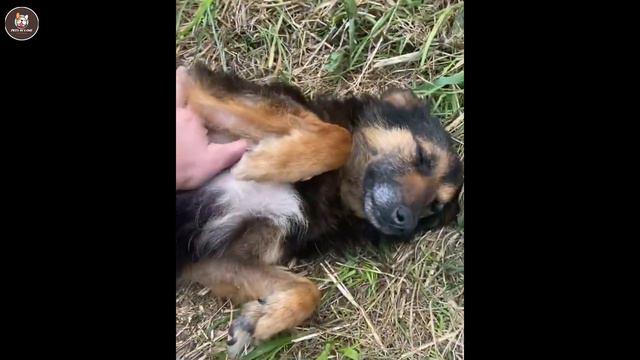 A Stray Mom Dog With 3 Legs Left, Tearfully Begs For Help For Her 6 Baby Pups