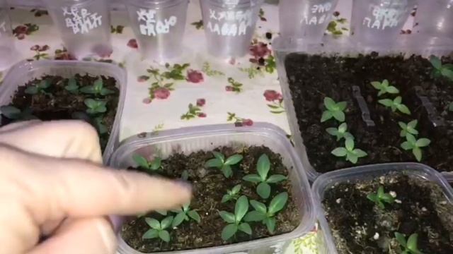 АГРОБАЛТ ПОБЕДИЛ???ОБЗОР ВСЕЙ ЭУСТОМЫ??СЕЯНЦАМ 40 ДНЕЙ. ПИКИРОВКА смотреть онлайн