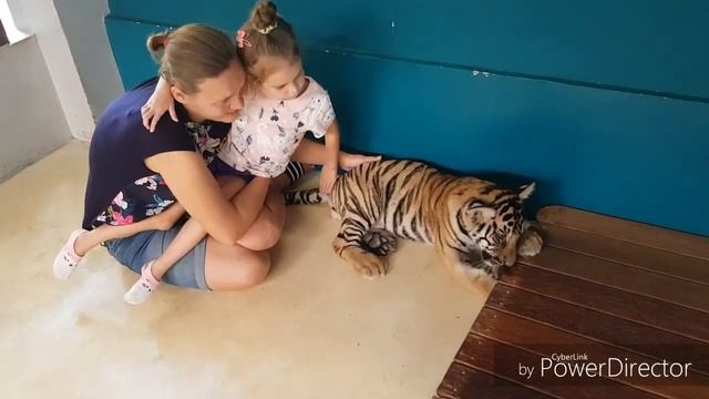 TIGER PARK). ПАРК ТИГРОВ). Паттайя. Тайланд. Гладим маленьких и супер милых тигрят). А Вы с нами!?) смотреть онлайн