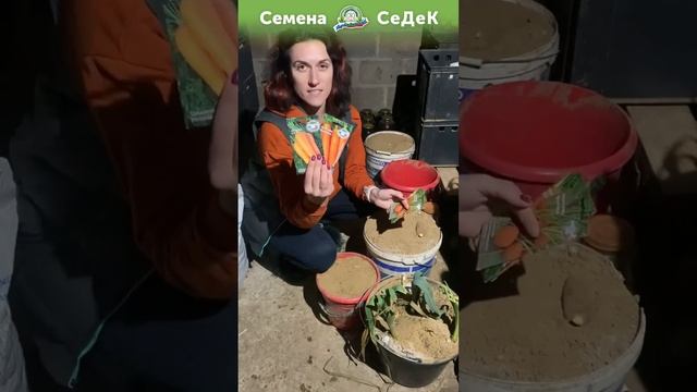 Откопала свежий лук порей посреди зимы и снега! смотреть онлайн