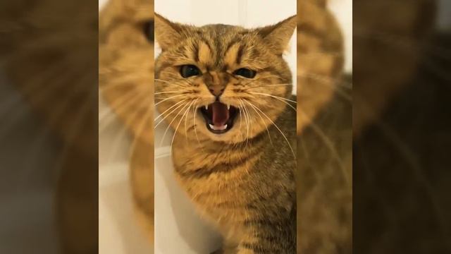 смешные животные /приколы с котами/смешные коты #слезы#смех#юмор смотреть онлайн